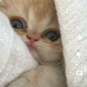 Meet your Posher, Pedro